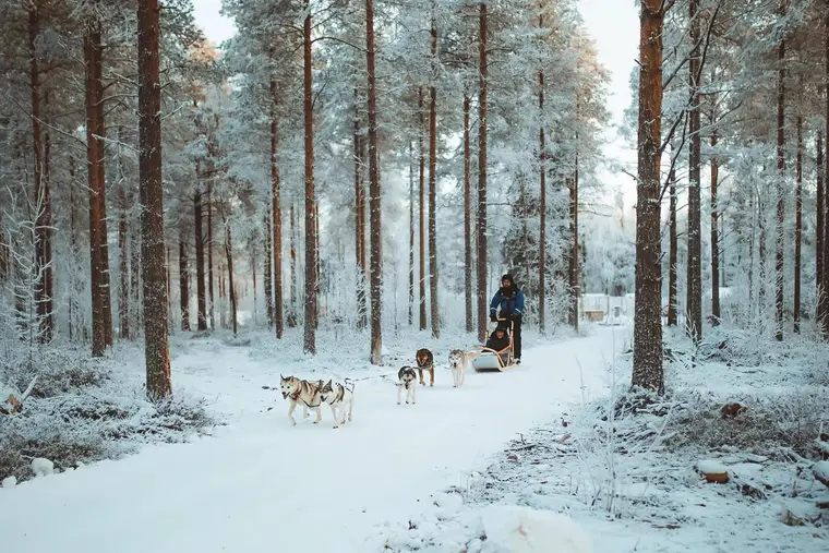 Santa Village, Snowman World & Husky Sled Ride — 7